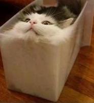 cat in a box